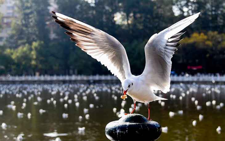 昆明翠湖公園的海鷗什么時候走，何時搬家？.jpg